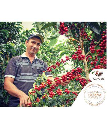 CofiCafe 6 Lbs Specialty Colombian Unroasted Green Coffee - Tatama Valle del Cauca (SCA 87) - Buy Online on GoSupps.com