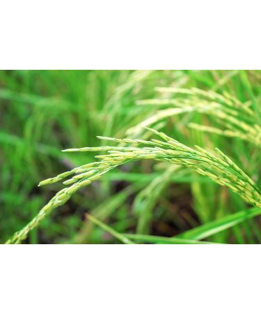 Organic Long Grain Brown Rice - 8 lbs | Whole Grain Raw Unpolished Kosher Vegan | Nutty Flavor & Chewy Texture | High Dietary Fiber | Ideal for Salads & Pilafs - Buy Online on GoSupps.com