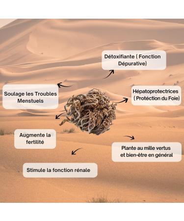100g Whole Rose of Jericho - Chajarat Mariam - Fertility Promoting Plant - Approximately 10 Pieces - Anastatica Hierochuntica - Buy Online on GoSupps.com