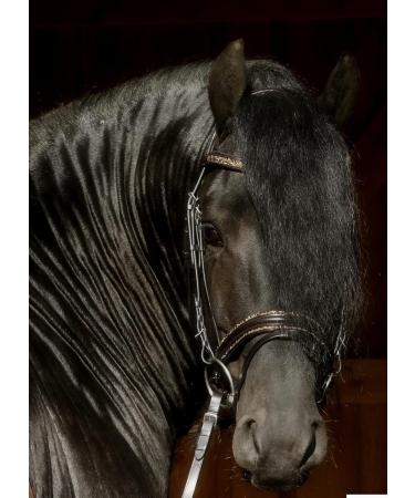 Havanna Bridle Brown Glitter Nose & Browband | Tysons VB WB XF XXF Coldblood | Very Large X-Full - Buy Online on GoSupps.com