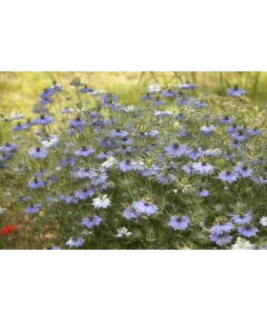 SAFLAX Organic Black Cumin Seeds (Nigella Sativa) - 300 Seeds for Gardening - Buy Online on GoSupps.com