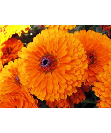 Nature Visiobronz 60 capsules - Buy Online on GoSupps.com