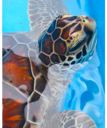 Big Island Vanilla Lotion 8.5oz - Organic Vegan Skincare from Hawaii | Buy Internationally - Buy Online on GoSupps.com