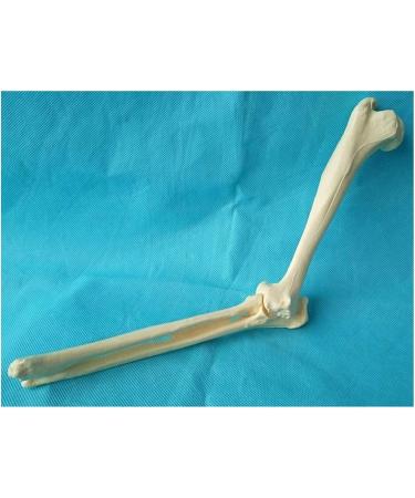 Elbow Joint Model of Dog SSkeleton Bone Model of Dog Ulna Humerus Radial Model - Buy Online on GoSupps.com