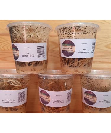 acomantis 16oz tub Flightless Fruit Flies (Drosophila Culture) Live Food - Buy Online on GoSupps.com