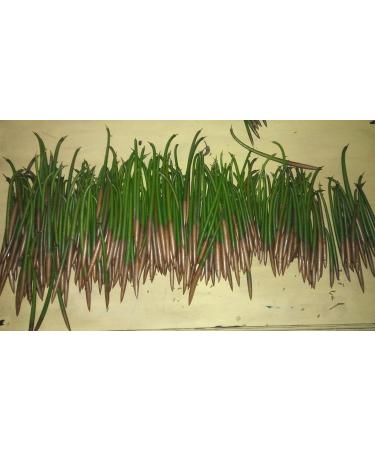 7 Red Mangrove Aquarium Fish Plants & Mangrove Seeds - Ideal for Aquatic Aquariums | International Shipping - Buy Online on GoSupps.com