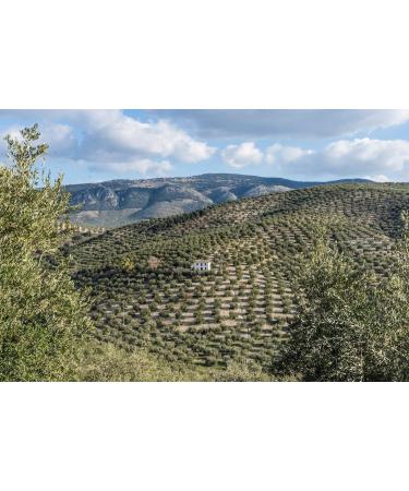 Knolive Epicure World's Best Extra Virgin Olive Oil 500ml 0.5 ltrs (500ml) - Buy Online on GoSupps.com