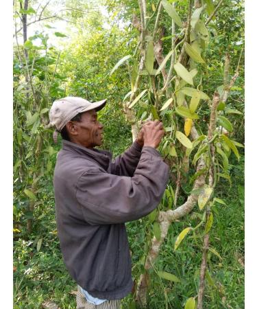 10 Madagascar Bourbon Vanilla Pods Premium Quality Gourmet 15 to 18 cm / 50 g - Buy Online on GoSupps.com