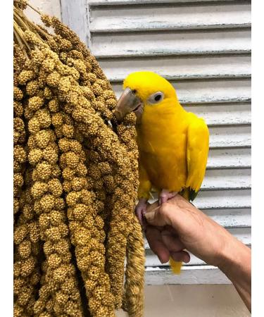 Nemeth Farms Spray Millet: GMO-Free Bird Treat & Supplement 1lb - No Stems, Only Edible Tops for Parakeets, Cockatiels, Lovebirds & Finches - Buy Online on GoSupps.com