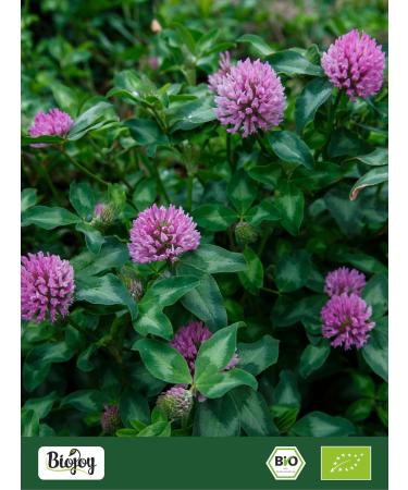  Biojoy Biojoy Organic Red Clover Herbal Tea (100g) Whole Flowers with Calyx (Trifolium pratense) - Buy Online on GoSupps.com
