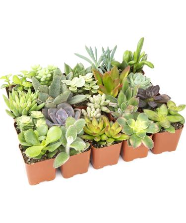 Altman Plants 20 Pack Assorted Live Succulent Plants in Cacti and Succulent Soil Mix - Buy Online on GoSupps.com