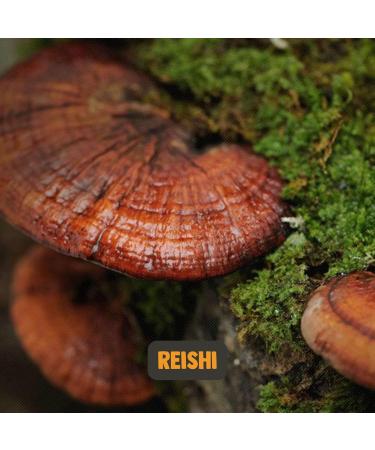 Cupplement - 4 Sachets of Reishi Extract Capsules 60 Pcs - Extract 20:1 - Free Pill Box - Organic - 400 MG Per Capsule - Powder Free - Supplement - Superfood - Mushroom - Mushroom - Buy Online on GoSupps.com