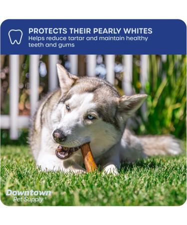 Downtown Pet Supply Bully Sticks for Dogs (6" 24-Pack Jumbo) Non-GMO Grain Free Rawhide Free Dog Chews Long Lasting Pizzle Sticks - Low Odor Bully Sticks for Large Dogs - Buy Online on GoSupps.com