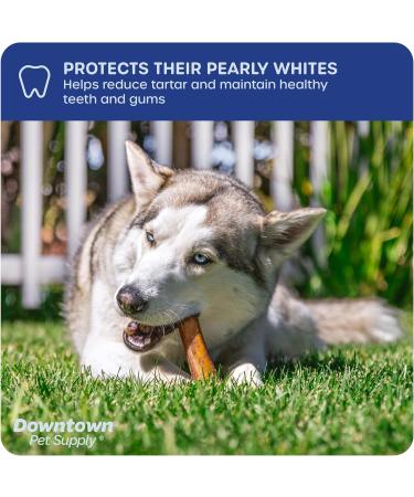 Downtown Pet Supply Bully Sticks for Dogs (12" 24-pack Jumbo) Non-GMO Grain Free Rawhide Free Dog Chews Long Lasting Pizzle Sticks - Low Odor Bully Sticks for Large Dogs - Buy Online on GoSupps.com