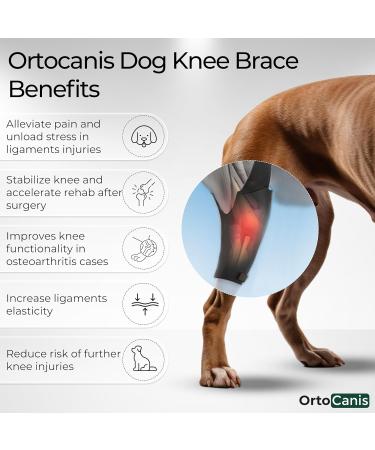 Ortocanis Knee Brace for Dogs - Right Hind Leg Size S | Cruciate Ligament Patellar Luxation & Osteoarthritis Support - Buy Online on GoSupps.com