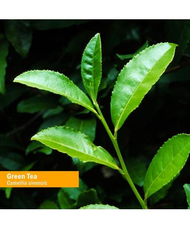 Herb Pharm Organic Green Tea Extract - 1 fl oz (Pack of 1) Alcohol-Free - Buy Online on GoSupps.com