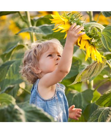 Pure Sunflower Lecithin Powder - 600g XL Gastro Can from Germany | E322 Emulsifier for Baking & Cooking - Buy Online on GoSupps.com