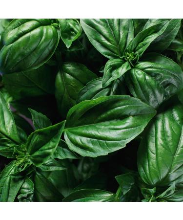 Mathieu Teisseire basil syrup for drinks Mojito cocktails with or without alcohol sodas teas 70cl bottle - Buy Online on GoSupps.com