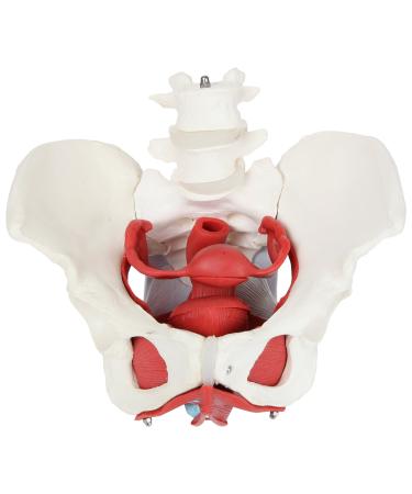 Axis Scientific Anatomy Model of Female Pelvis Pelvic Floor Muscles and Reproductive Organs | Removable Organs Include Uterus Colon and Bladder | includes Product Manual