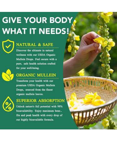 Mullein Leaf Extract for Lungs Mullein Drops for Lungs Mullein Chlorophyll Drops for Lungs Mullein Herbal Supplements with Chlorophyll (2Pack) 1 Fl Oz (Pack of 2) - Buy Online on GoSupps.com