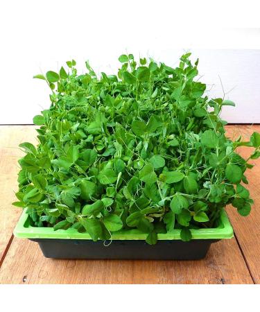 Potseed Micro Green Pea Sprouts Grow Your Own Winter Windowsill Salads 25 Gram Seeds