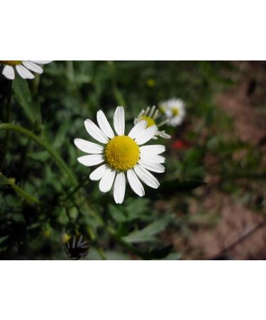 100 graines de camomille de Castille douce ou cimarron (Matricaria Recutita) - Buy Online on GoSupps.com