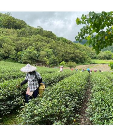 Taiwan unique tea Taitung Red Oolong 150g*4 - Buy Online on GoSupps.com