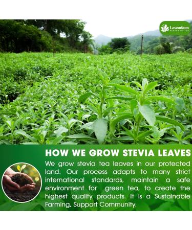 Lavendium Premium 40 Stevia Leaf Tea Bags 100% Natural and Pure from Stevia Leaves. Sugar Substitute for Tea Coffee. Zero Calorie Sweetener. No Sugar No Caffeine No Gluten Vegan. - Buy Online on GoSupps.com