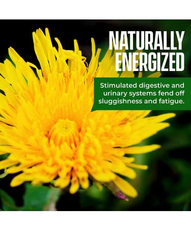 Organic Dandelion Root Tea - Digestive & Immune Support - Anti-inflammatory & Antioxidant - 20 Count Pack - Buy Online on GoSupps.com