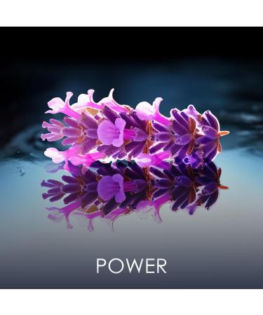 Philipp Plein Eau de Parfum No Limits 90 ml Parfum Homme Notes Orientales et Bois es Un Tatouage Olfactif Ind l bile et Sensuel Bois Oriental Flacon en Verre Laqu Noir Citrus 3 Fl Oz (Pack of 1) - Buy Online on GoSupps.com