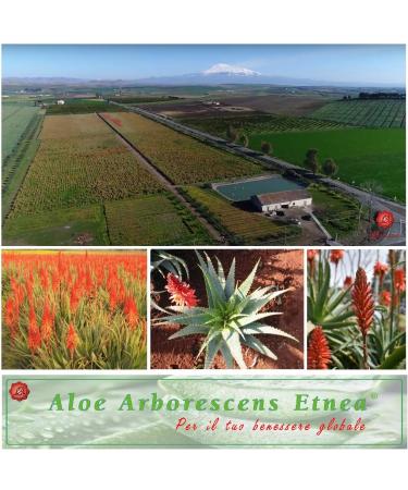 L'Abruzzese Etnea Pure Organic Organic Aloe Arborescens Juice 500ml Fresh Supplement Made in Italy by Leaves of Our Plantagioni by L'Abruzzese - Buy Online on GoSupps.com