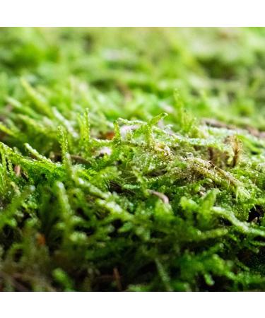 Buy Live Moss 350ml/1L - Fresh Aquarium & Terrarium Plant | International Shipping Available - Buy Online on GoSupps.com
