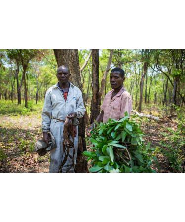ZAMBEEZI Organic Beeswax Lip Balm Variety 4 Pack - Lemongrass Tangerine & Honeybalm - Fair Trade & Ethically Sourced - Buy Online on GoSupps.com