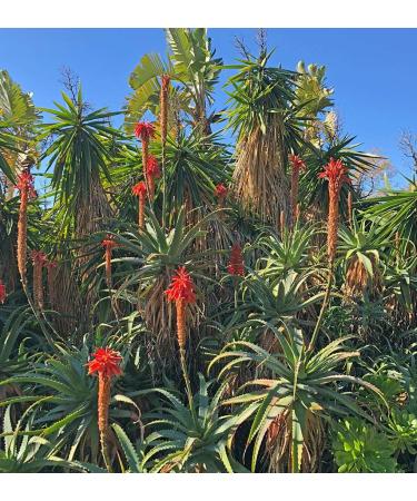Buy Aloe Arborescens Leaves (500g Bundle) - Organic & Eco-Controlled | Dr. Kim Beisel Deutsches Aloe Vera Center - Buy Online on GoSupps.com