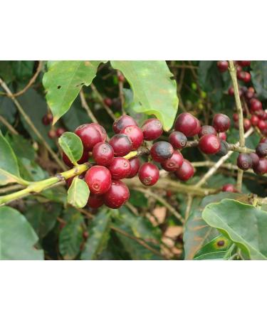 CAFES GUILIS FROM 1928 AMANDES DEL CAFE Decaffeinated Coffee Beans Intense Natural Blend 1 Kg - Buy Online on GoSupps.com