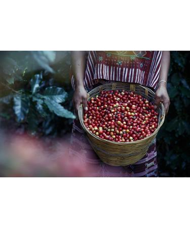  Kaffee Globetrotter Kaffee Globetrotter - Coffee with Heart - Panama Boquete Casa Ruiz - 500g Fine Ground - for Espresso Machines - Italian Coffee Makers - Premium Fairtrade Coffee Supporting Social Projects - Buy Online on GoSupps.com