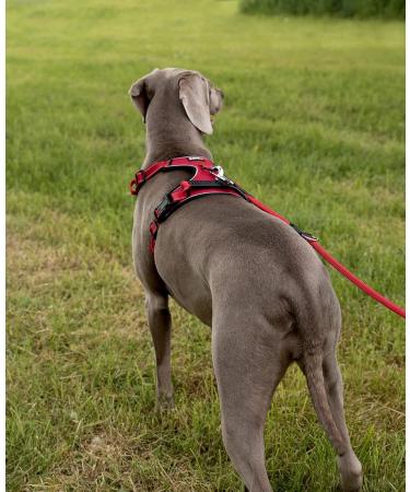 Lionto Dog Harness - Padded Anti-Pull Reflective Safety Harness Adjustable Size L Red - Perfect for Secure and Comfortable Walks - Buy Online on GoSupps.com