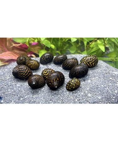 WaterPlants Racing Snail Mix - 8 Pieces of Aquarium Racing Snails 2 Varieties for Your Tank - International Shipping Available - Buy Online on GoSupps.com