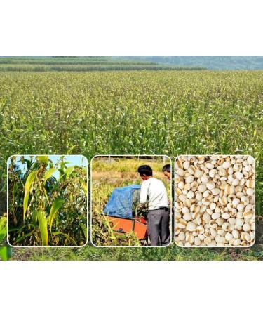 cn herb 250g Coix Kernel Flour 10:1 Water-soluble Barley Flour - Buy Online on GoSupps.com