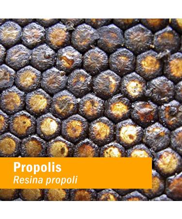 Herb Pharm Propolis Extract 1 fl oz (30 ml) - Immune Support & Natural Health - Buy Online on GoSupps.com