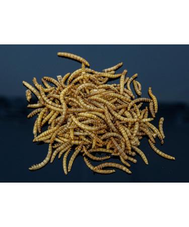 Buy Mr. Flourworm 10L Premium Dried Mealworms | 1.6kg Top Quality Insects | Free DHL Shipping | Perfect Feed Snack for Pets - Buy Online on GoSupps.com