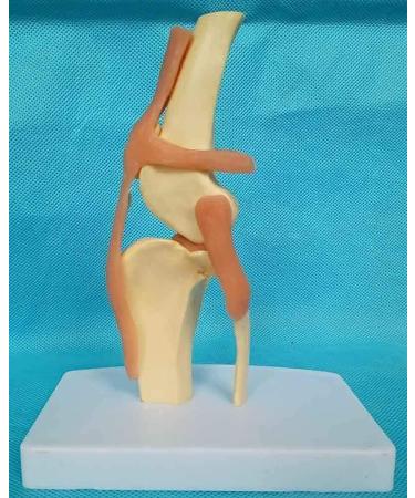 Knee Joint Model for Dogs/Dogs with Strap Animal Joint Skeleton Anatomical for Veterinary Lessons - Buy Online on GoSupps.com