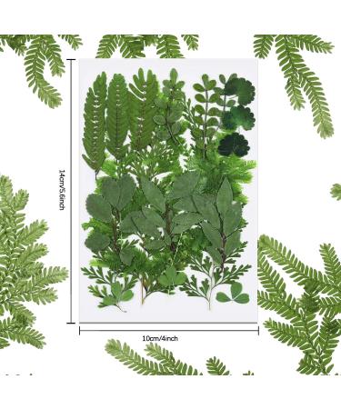 Dried Pressed Leaves and Flowers Assorted Greenery for Resin Art - 42 Pieces, 7 Styles - Buy Online on GoSupps.com