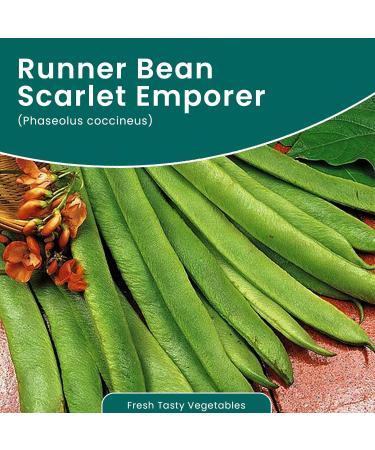 Runner Bean Scarlet Emperor Fresh and Tasty Beans Large Pods with Excellent Flavour for Your Kitchen Garden - Buy Online on GoSupps.com