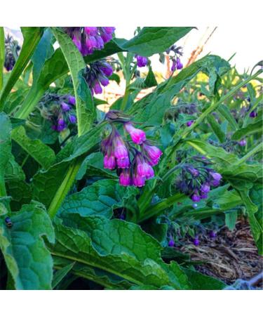 50 st SEEDS Double Tulip Flowers for Black - Buy Online on GoSupps.com