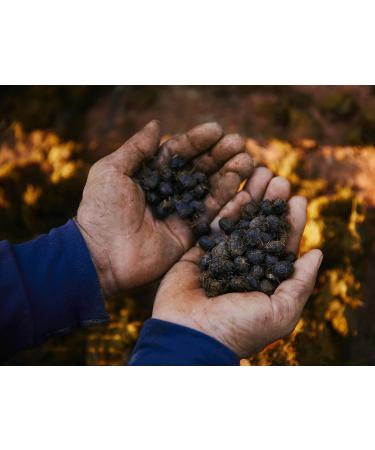 Black Ivory Coffee Whole Bean Coffee - The World's Most Expensive Elephant Refined Medium Roast Arabica Coffee Beans Smooth Low Acid Coffee Exclusive Coffee Lovers Gifts - Buy Online on GoSupps.com