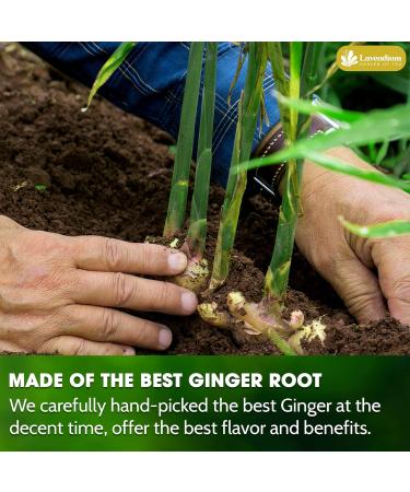 Lavendium Premium 75 Ginger Tea Bags 100% Natural & Pure from Ginger. Ginger Herbal Tea. Ginger Tea. No Sugar No Caffeine No Gluten Vegan. - Buy Online on GoSupps.com