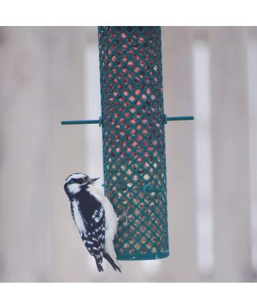 Buy C&S Wild Bird Food Nuggets - 27 Oz, 6 Pack | Premium Bird Feed for Your Feathered Friends - Buy Online on GoSupps.com