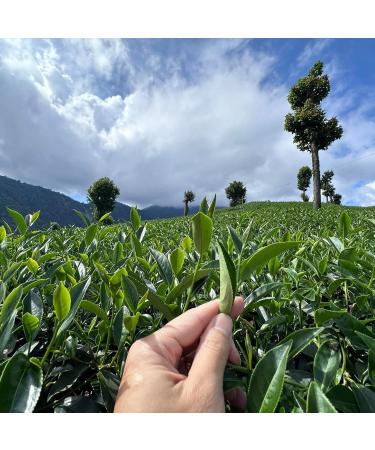 Taiwan unique tea Chin-Shin-Oolong Lishan 150g*4 - Buy Online on GoSupps.com