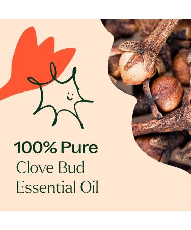 Plant Therapy Clove Bud Essential Oil 100 mL (3.3 oz) 100% Pure Undiluted Natural Aromatherapy Immune Support Sore Muscle & Joint Relief - Buy Online on GoSupps.com